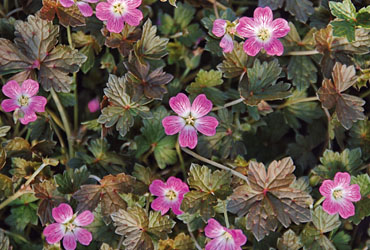Geranium Orkney Cherry