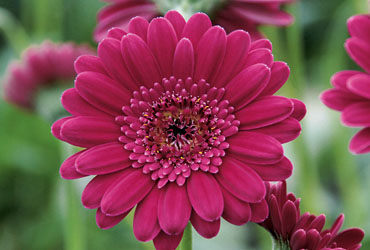 Gerbera Everlast Wine
