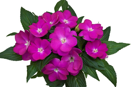 Impatiens Paradise Dark Moyo Impatiens Paradise Dark Moyo