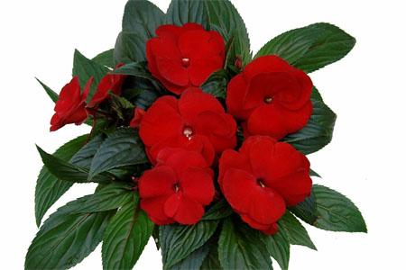 Impatiens Paradise Orotina Impatiens Paradise Orotina
