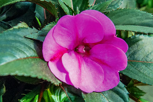 Impatiens Sunpatiens compact Purple Candy

