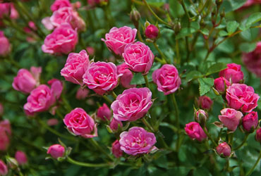 Rose Wonder5 von Kientzler - Blüte Rose Wonder5 von Kientzler - Blüte
