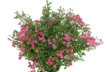 Rose Wonder5 von Kientzler im Topf Rose Wonder5 von Kientzler im Topf