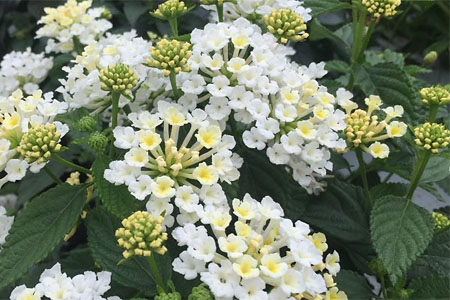 Lantana Calippo Cotton Lantana Calippo Cotton