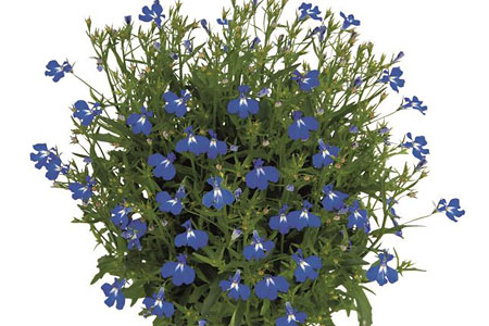 Lobeila Lobelix Blue 2018 Lobeila Lobelix Blue 2018