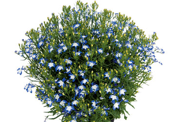 Lobelia Lobelix Blue White Eye