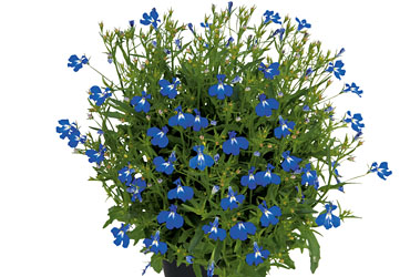 Lobelia Lobelix Blue