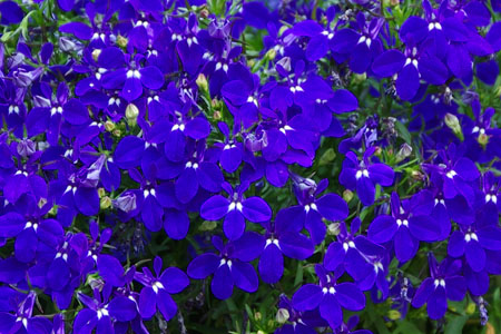 Lobelia Lobelix Dark Blue Lobelia Lobelix Dark Blue