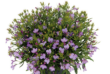 Lobelia Lobelix Lilac