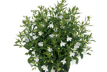 Lobelia Lobelix White