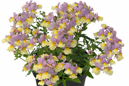 Nemesia Pink Lemonade Nemesia Pink Lemonade