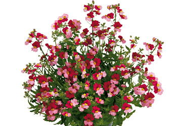 Nemesia Sunsatia Berry Delight