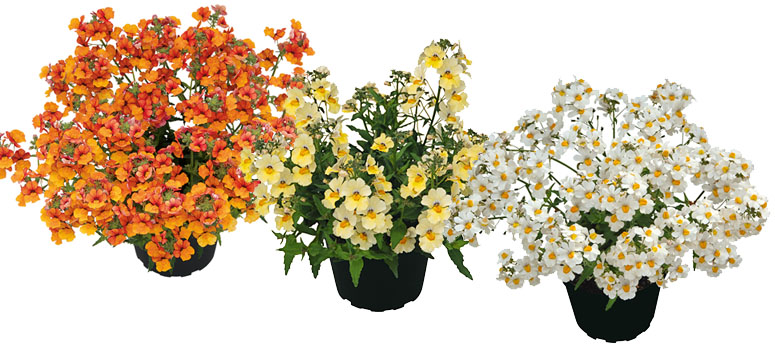 Nemesia Sunsaita Little Orange, Vanilla, & Coco 2015