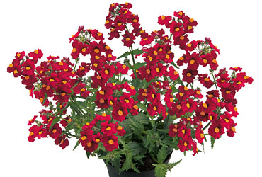 Nemesia Sunsatia Strawberry 2015