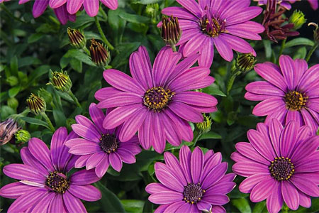 Osteospermum SUMMERSMILE Magenta 2023
