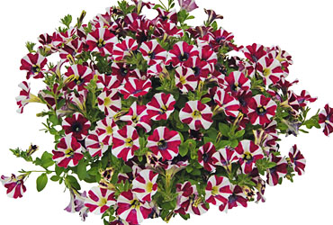 Petunia Cascadias Bicolor Cabernet
