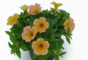 Petunia Cascadias Indian Summer