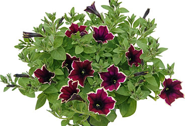 Petunia Cascadias Rim Magenta
