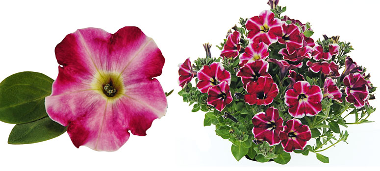 Petunia Cranberry Blast