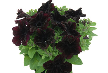 Petunia Crazytunia Black Mamba