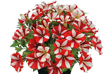 Petunia Crazytunia Cherry Cheesecake