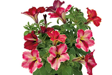 Petunia Crazytunia Mandevilla