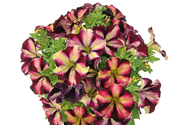 Petunia Crazytunia Pulse