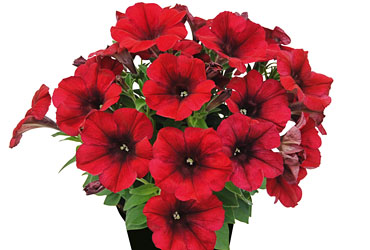 Petunia Crazytunia Red Blues