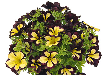 Petunia Crazytunia Star Jubilee
