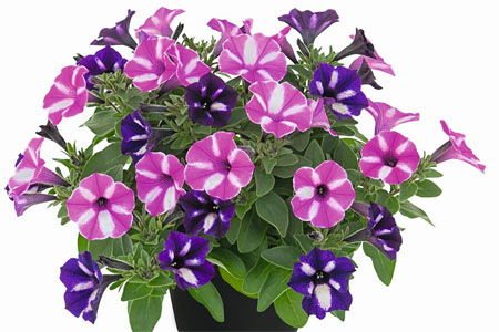 Petunia Sternstunde Petunia Sternstunde