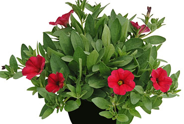 Petunia Supercal Cherry Improved