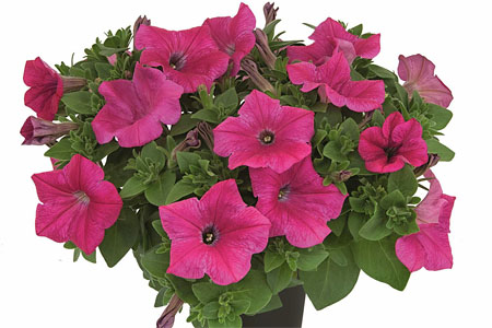 Petunia Veranda Neon Petunia Veranda Neon