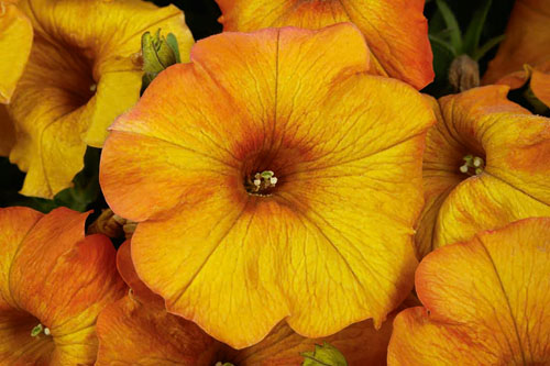 Petunia BeautiCal Sunset Orange