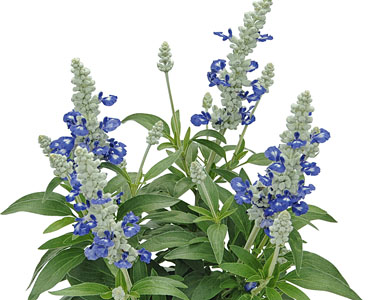 Salvia Cobalt Candle