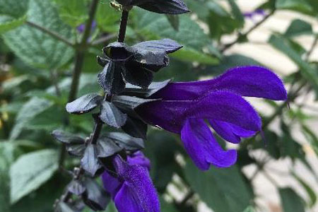 Salvia Rhythm Blues Salvia Rhythm Blues
