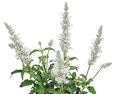 Salvia White Candle