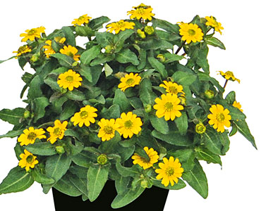 Sanvitalia Minibini