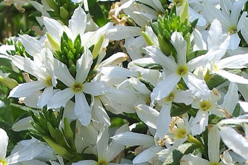 Scaevola STARDIVA White Star