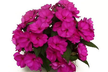 Sunpatiens Compact Magenta Improved Sunpatiens Compact Magenta Improved