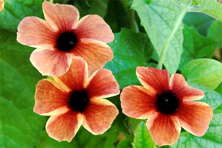 Thunbergia Orange Slice Thunbergia Orange Slice