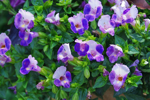 Torenia VIVIA Purple