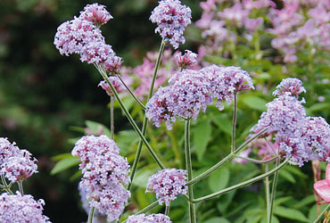 Verbena Cloud