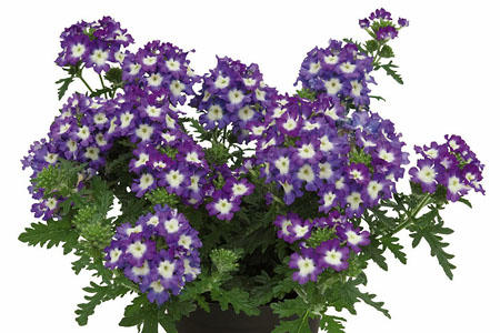 Verbena Lilac Eye Verbena Lilac Eye