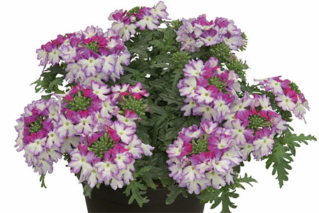 Verbena Vepita Amethyst Kiss Verbena Vepita Amethyst Kiss