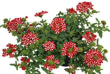 Verbena Vepita Fire Star