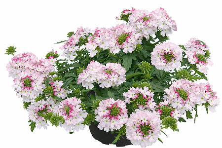 Verbena Vepita Pink Kiss Verbena Vepita Pink Kiss