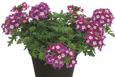 Verbena Vepita Purple White Verbena Vepita Purple White
