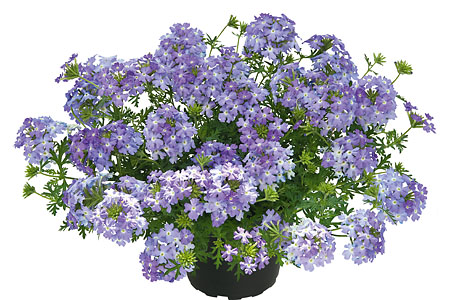 Verbena Vepita Sky Blue