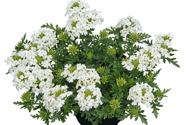 Verbena Vepita White 2015