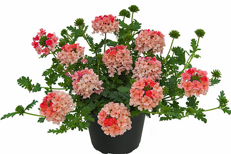 Verbena Vepita Peach 2025